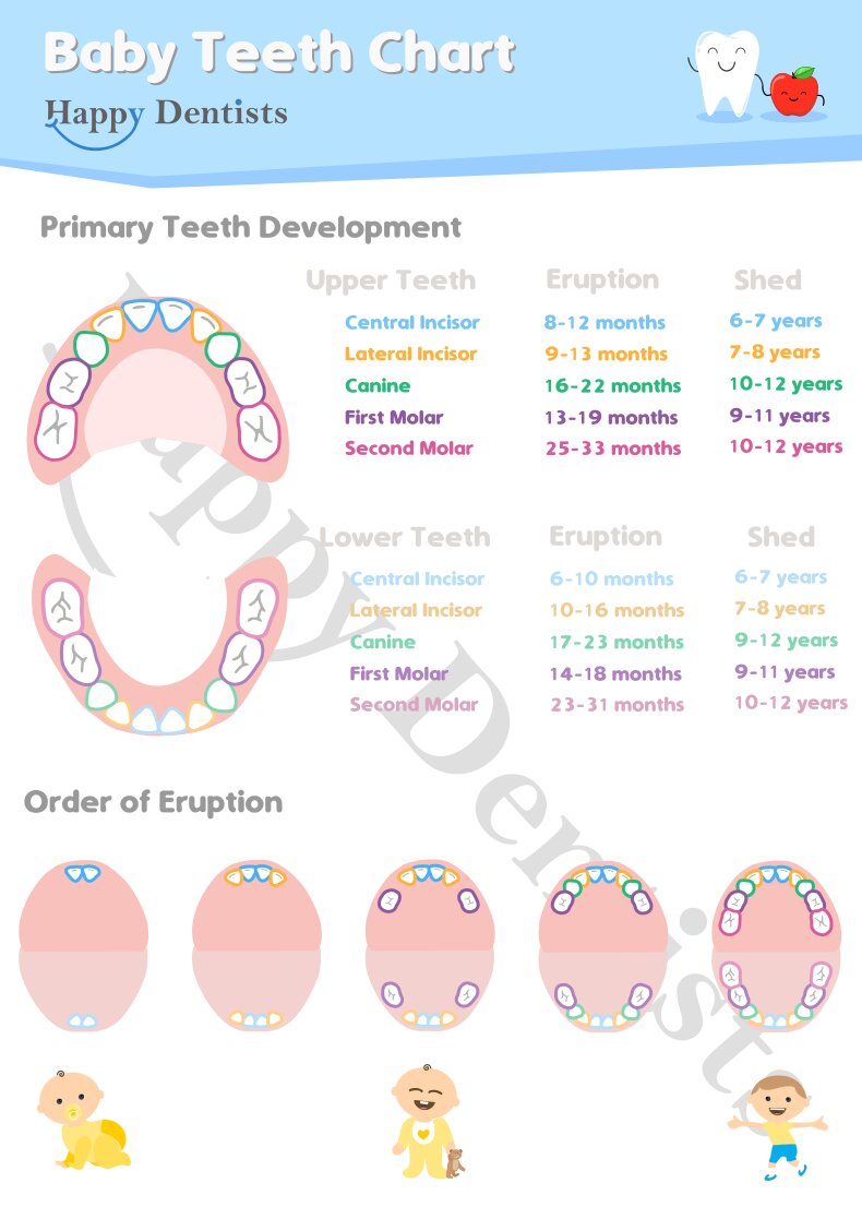 Baby Tooth Chart, Baby Tooth Erupton Chart, Deciduous Tooth Eruption