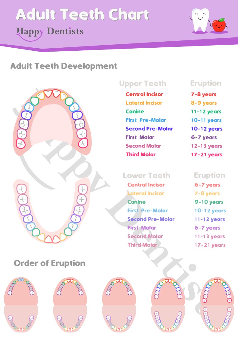 Adult Tooth Chart Happy Dentists 4701
